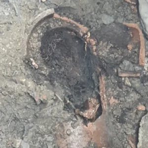 sewer clog broke pipe, tree roots made problem worse