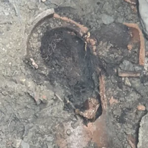 Sewer clog broke pipe, tree roots made problem worse
