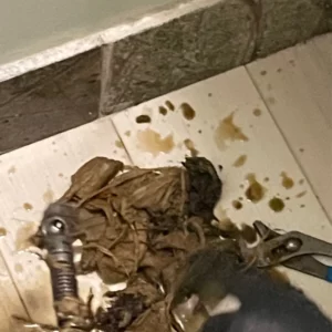 Rescue plumbing professionals services lakewood balmoral chicago house