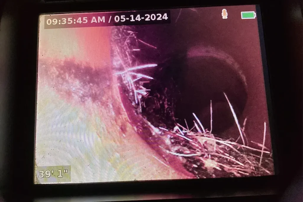 Roots in sewer line