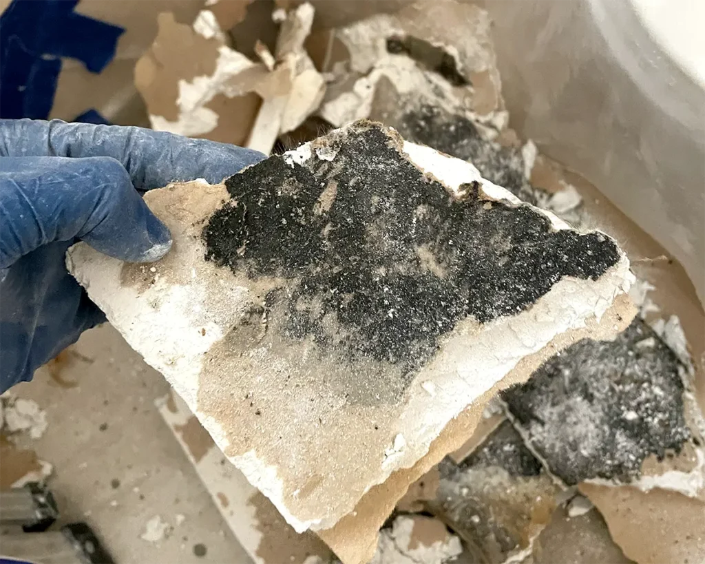 Mold on drywall demo