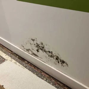 Basement mold removal in wicker park chicago il | emergency plumbing services chicagoland