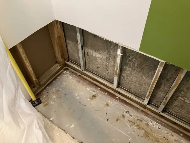 Basement mold removal in wicker park chicago il