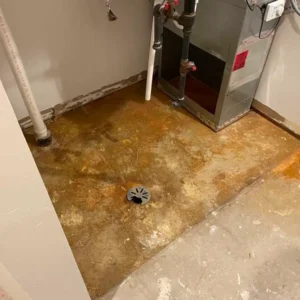 Mold removal and professional clean up services