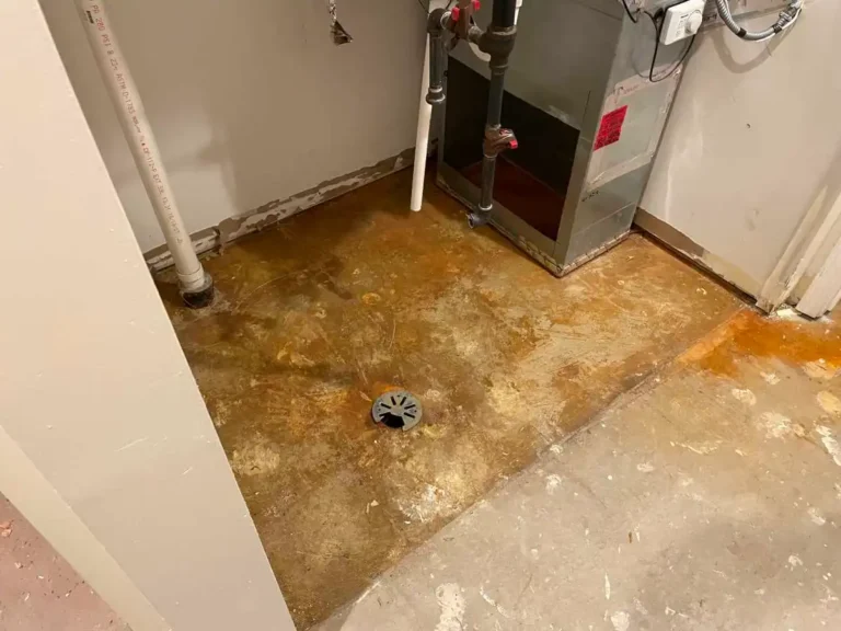 Mold removal and professional clean up services