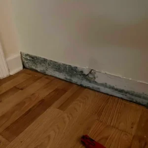 Mold present on floor boards