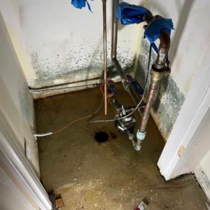 Mold growth after sewage backup